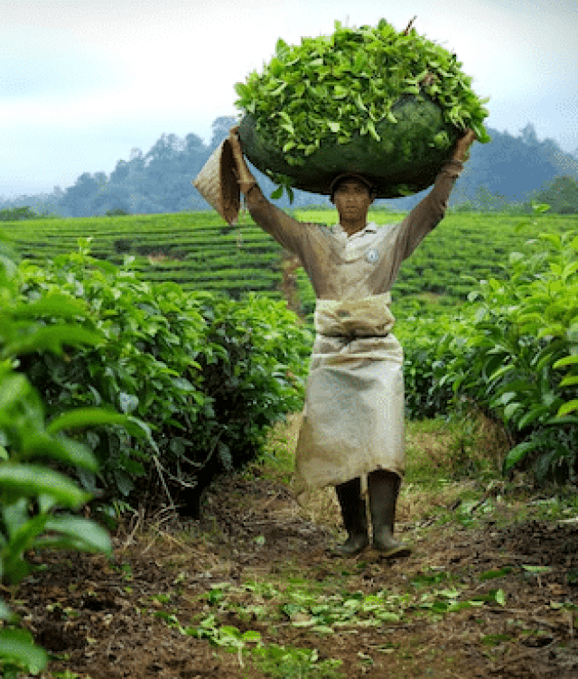 Top Agriculture Stocks in India