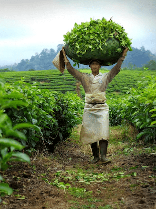 Top Agriculture Stocks in India